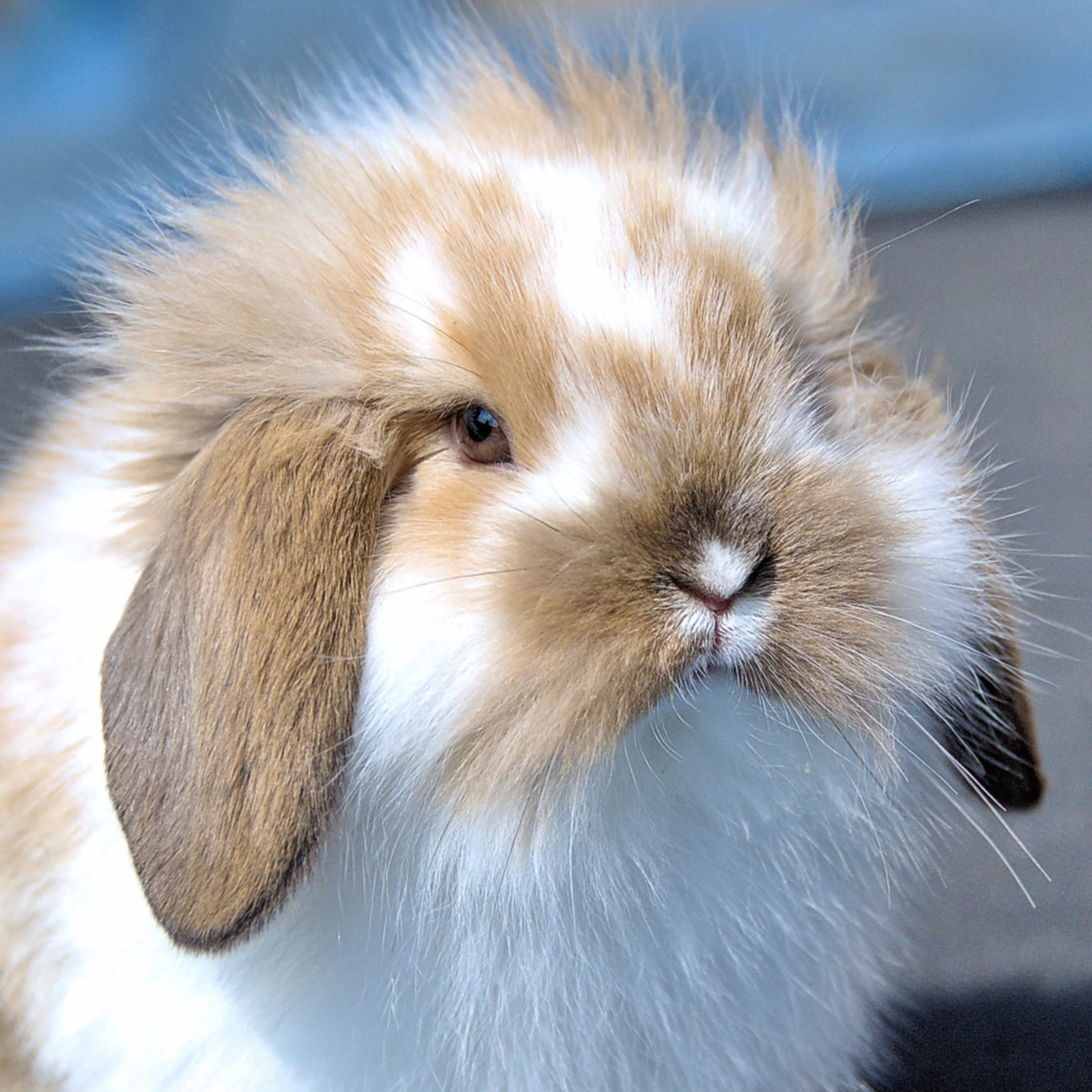 Oscar - Le lapin nain – Louer-un-animal-de-compagnie.com